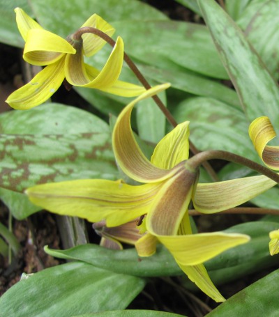 Erythronium umbilicatum